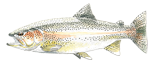 Salmonidés