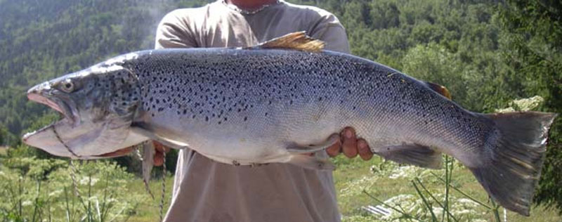 etang peche truite 66